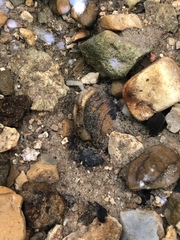 Toxolasma cylindrellum