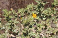 Scolymus