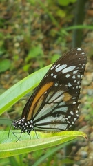 Danaus melanippus hegesippus