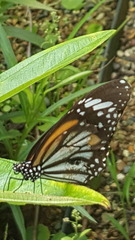 Danaus melanippus hegesippus
