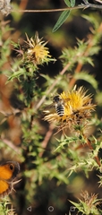 Megachile albisecta