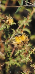 Megachile albisecta