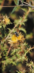 Megachile albisecta