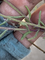 Senecio angustifolius