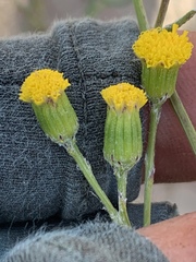 Senecio angustifolius