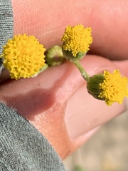 Senecio angustifolius