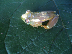 Hyperolius spinigularis