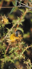 Megachile albisecta