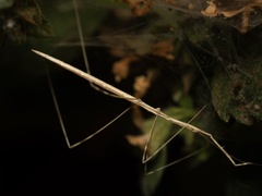 Pseudosermyle straminea