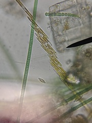 Bacillaria paxillifera