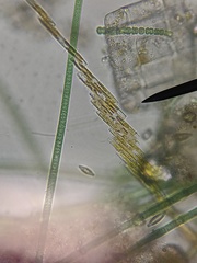 Bacillaria paxillifera