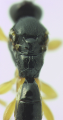Metopiinae