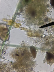 Bacillaria paxillifera