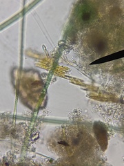 Bacillaria paxillifera