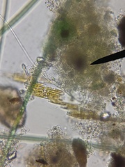 Bacillaria paxillifera