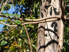 Psilopogon duvaucelii