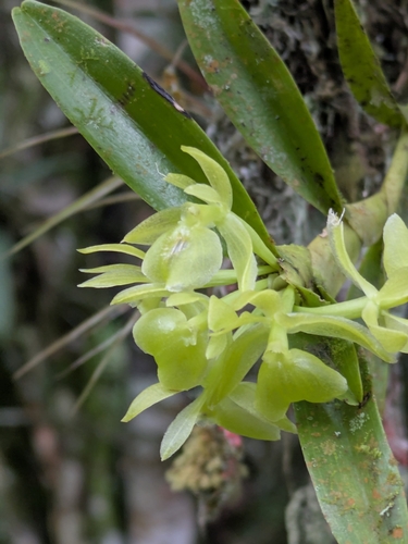 Epidendrum scharfii, photograph 3