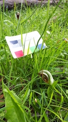 Pterostylis cucullata