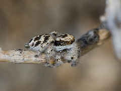 Pseudomogrus dalaensis