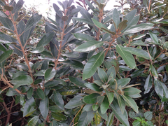 Angiospermae