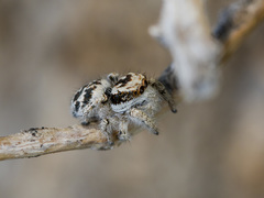 Pseudomogrus dalaensis