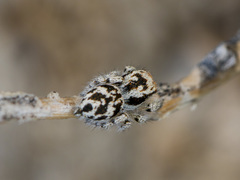 Pseudomogrus dalaensis