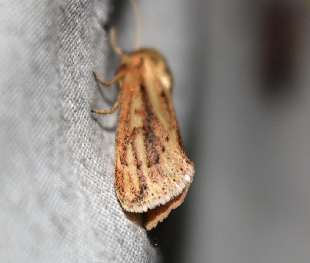 Timora sanguinolenta from Jawhar, Maharashtra 401603, India on ...
