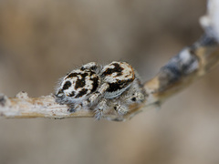 Pseudomogrus dalaensis