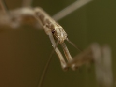 Pseudosermyle straminea
