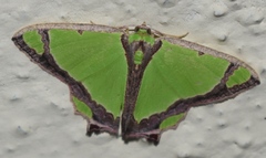 Agathia laetata