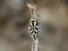 Pseudomogrus dalaensis