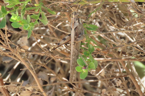 iNaturalist observation photo of Gray Bird Grasshopper