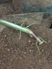 Mantidae
