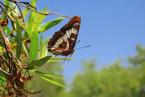 iNaturalist observation photo of Lorquin's Admiral
