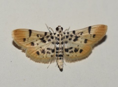 Pycnarmon alboflavalis