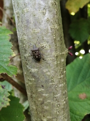 Rhaphigaster nebulosa