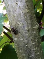 Rhaphigaster nebulosa