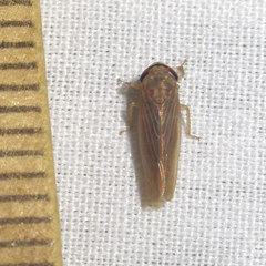 Chlorotettix necopinus