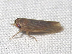 Chlorotettix necopinus