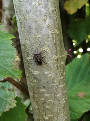 Rhaphigaster nebulosa