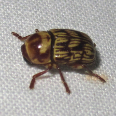 Cryptocephalus atrofasciatus