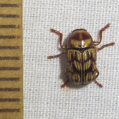 Cryptocephalus atrofasciatus