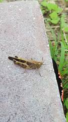 Aiolopus strepens