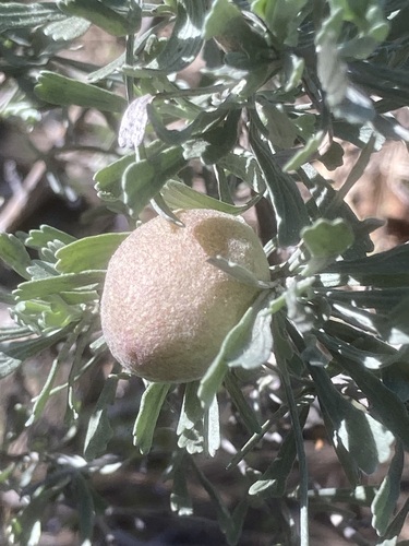 Unknown species found near Ponderosa State Park, McCall, ID 83638, USA