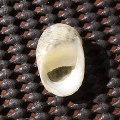 Nerita chamaeleon