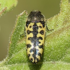 Acmaeodera decipiens