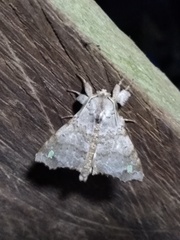 Olceclostera magniplaga