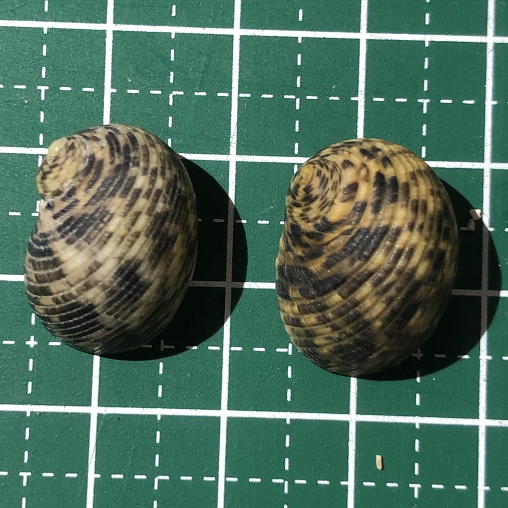 Nerita striata