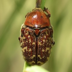 Euphoria leucographa