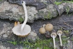 Cystoagaricus hirtosquamulosus